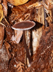 Mycena vinacea