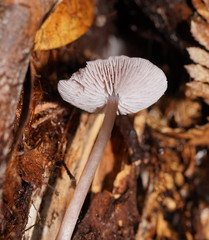 Mycena vinacea