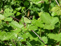 Gonepteryx cleopatra