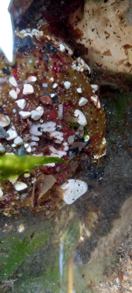 Photo of Dahlia anemone (Urticina felina)