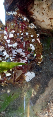 Photo of Dahlia anemone (Urticina felina)