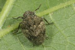 Issus muscaeformis