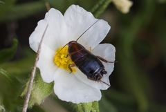 Loboptera decipiens