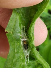 Aspilapteryx tringipennella