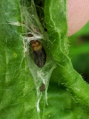 Aspilapteryx tringipennella