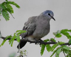 Turtur abyssinicus