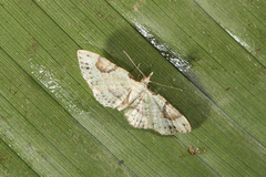 Eupithecia nemoralis