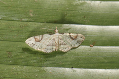 Eupithecia nemoralis
