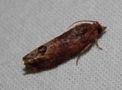 Cryptophlebia peltastica