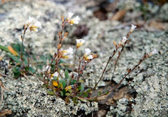 Myosotis australis australis