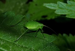 Isophya camptoxypha