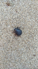 Erodius siculus neapolitanus