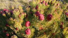 Leucadendron teretifolium