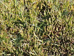 Carpobrotus muirii