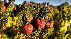 Leucadendron teretifolium