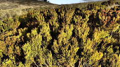 Leucadendron teretifolium