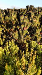 Leucadendron teretifolium