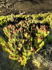 Leucadendron teretifolium