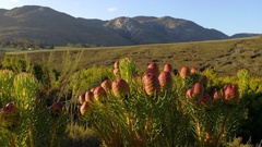 Leucadendron teretifolium