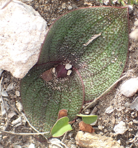 Image of Massonia pustulata by (c) Nicola van Berkel, some rights reserved (CC BY-SA)