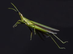 Atractomorpha crenulata