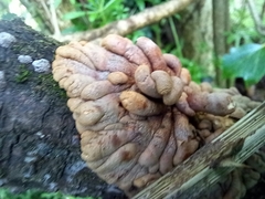 Hypocreopsis rhododendri