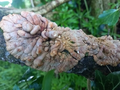 Hypocreopsis rhododendri
