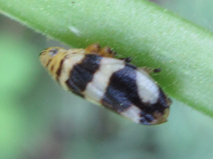 Mesoptyelus nigrifrons