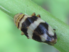 Mesoptyelus nigrifrons