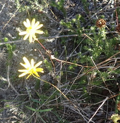 Euryops ericoides