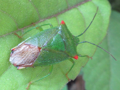 Acanthosoma labiduroides