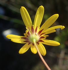 Euryops ericoides