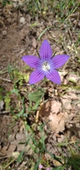 Campanula patula