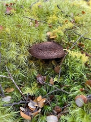 Cortinarius ursus