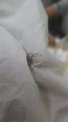 Araneae