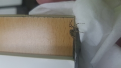 Araneae