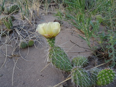Opuntia polyacantha polyacantha