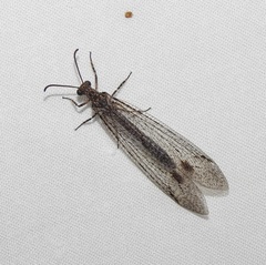 Glenoleon meteoricus