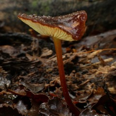 Marasmius atrocastaneus