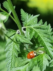 Harmonia axyridis
