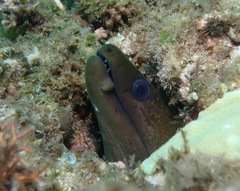 Gymnothorax undulatus