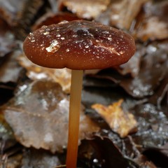 Marasmius atrocastaneus
