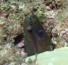 Gymnothorax undulatus