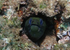 Gymnothorax undulatus