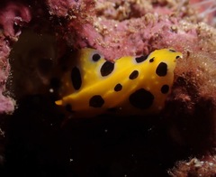 Phyllidia polkadotsa