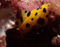 Phyllidia polkadotsa