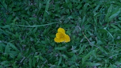 Zephyranthes citrina