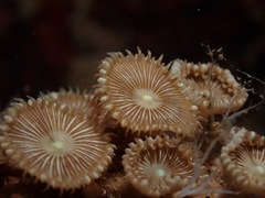Palythoa heliodiscus