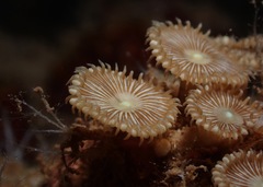 Palythoa heliodiscus