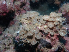 Palythoa heliodiscus